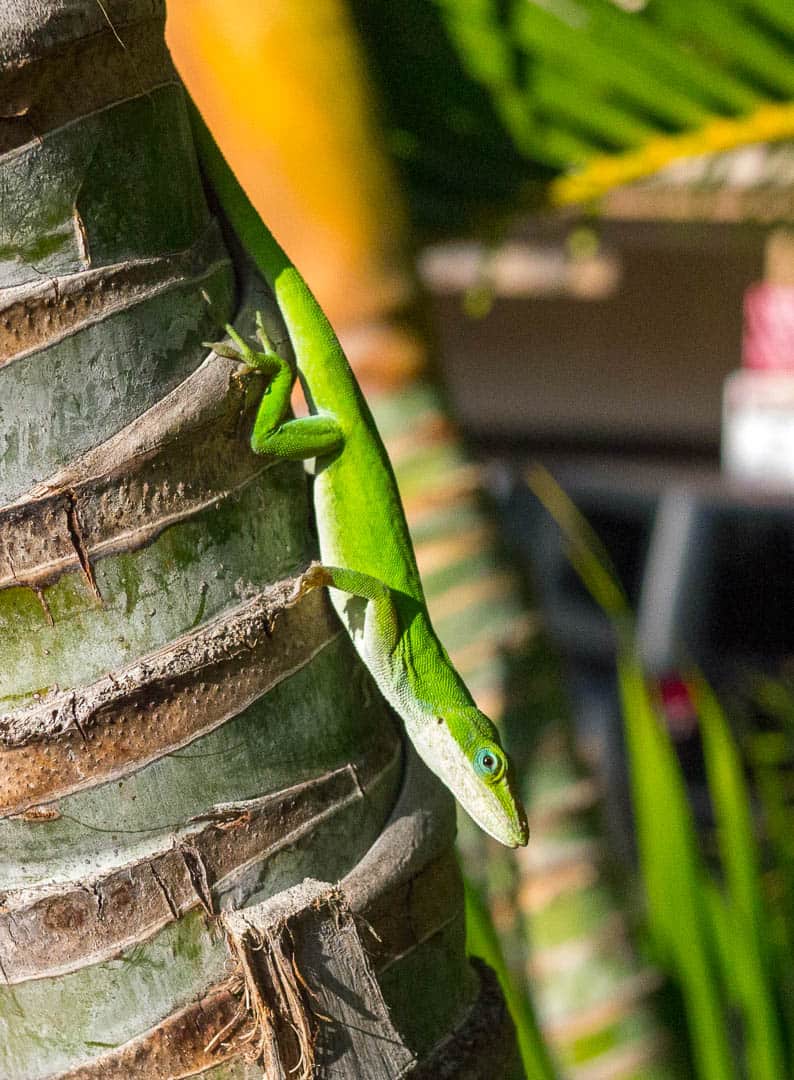 Gecko in the sun