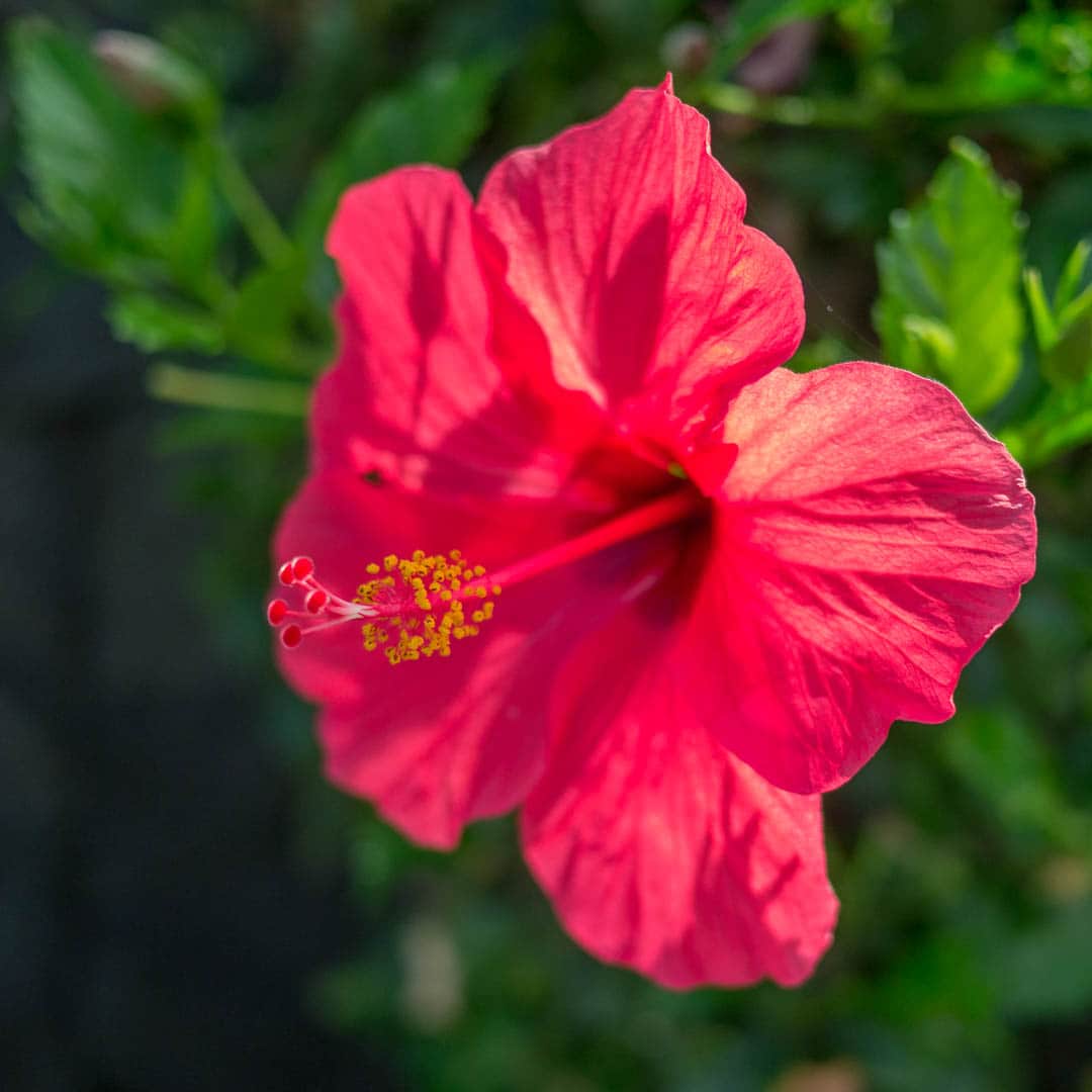 Bright red flower