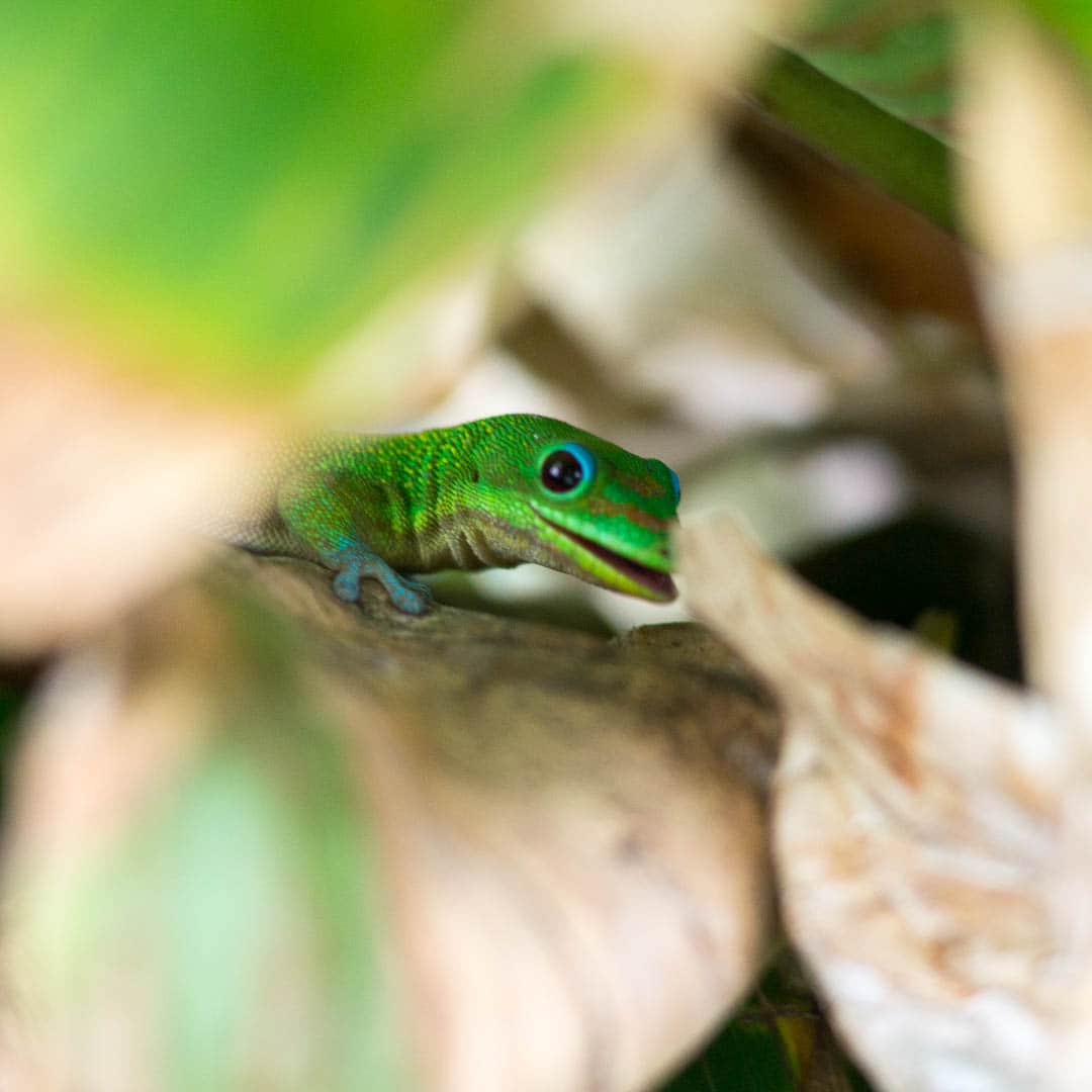 Gecko throguh the leaves