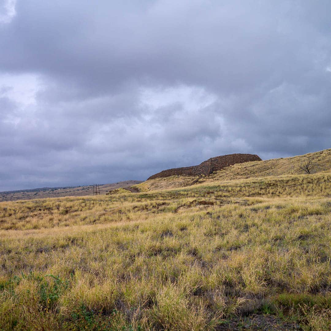 Field of grass