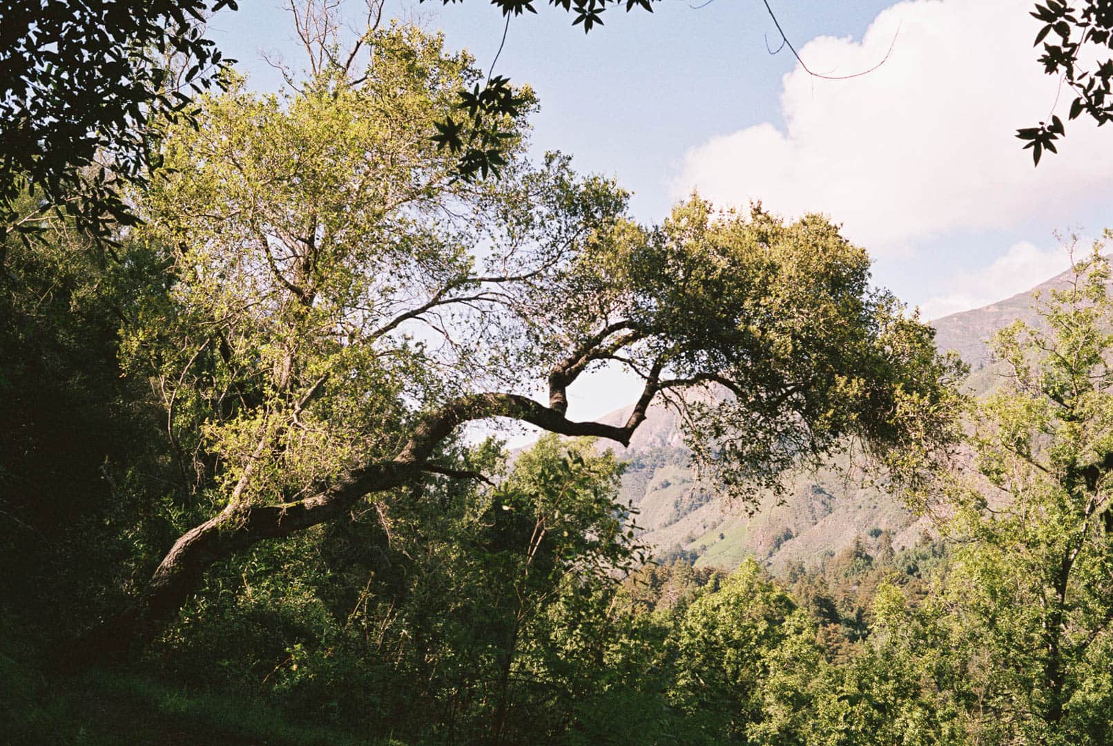 A tree branching out into the sunlight