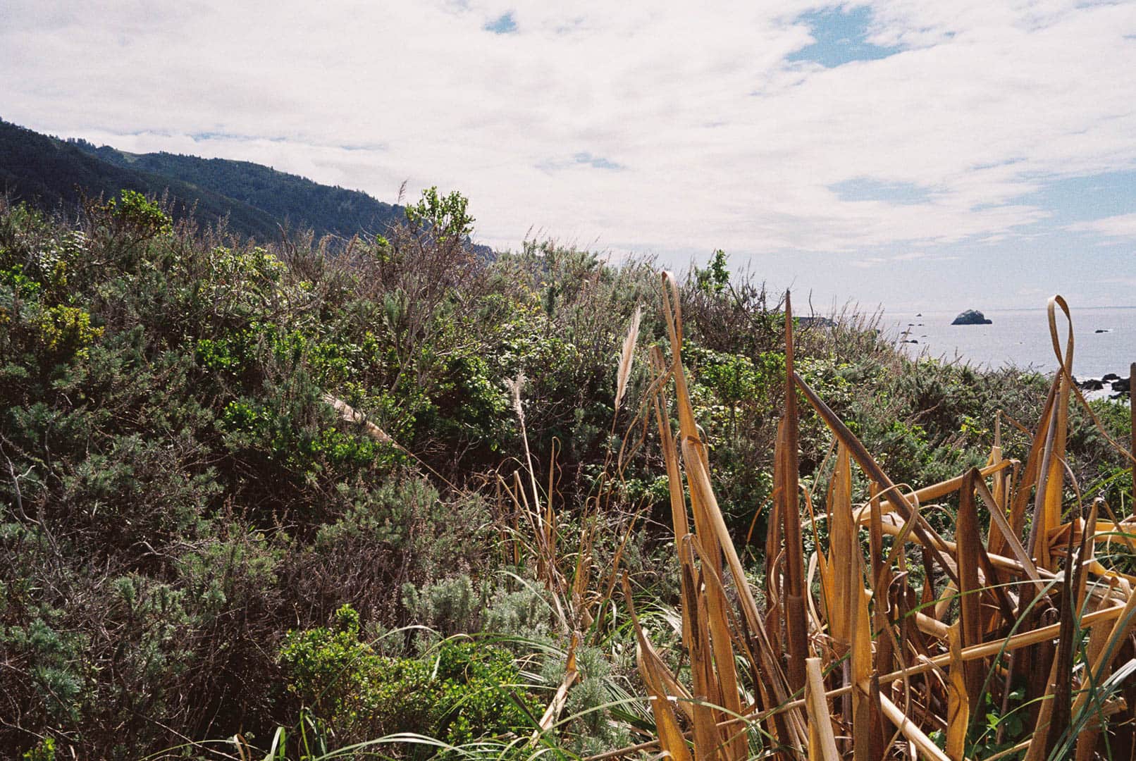 Some grass and vegitation along the shore