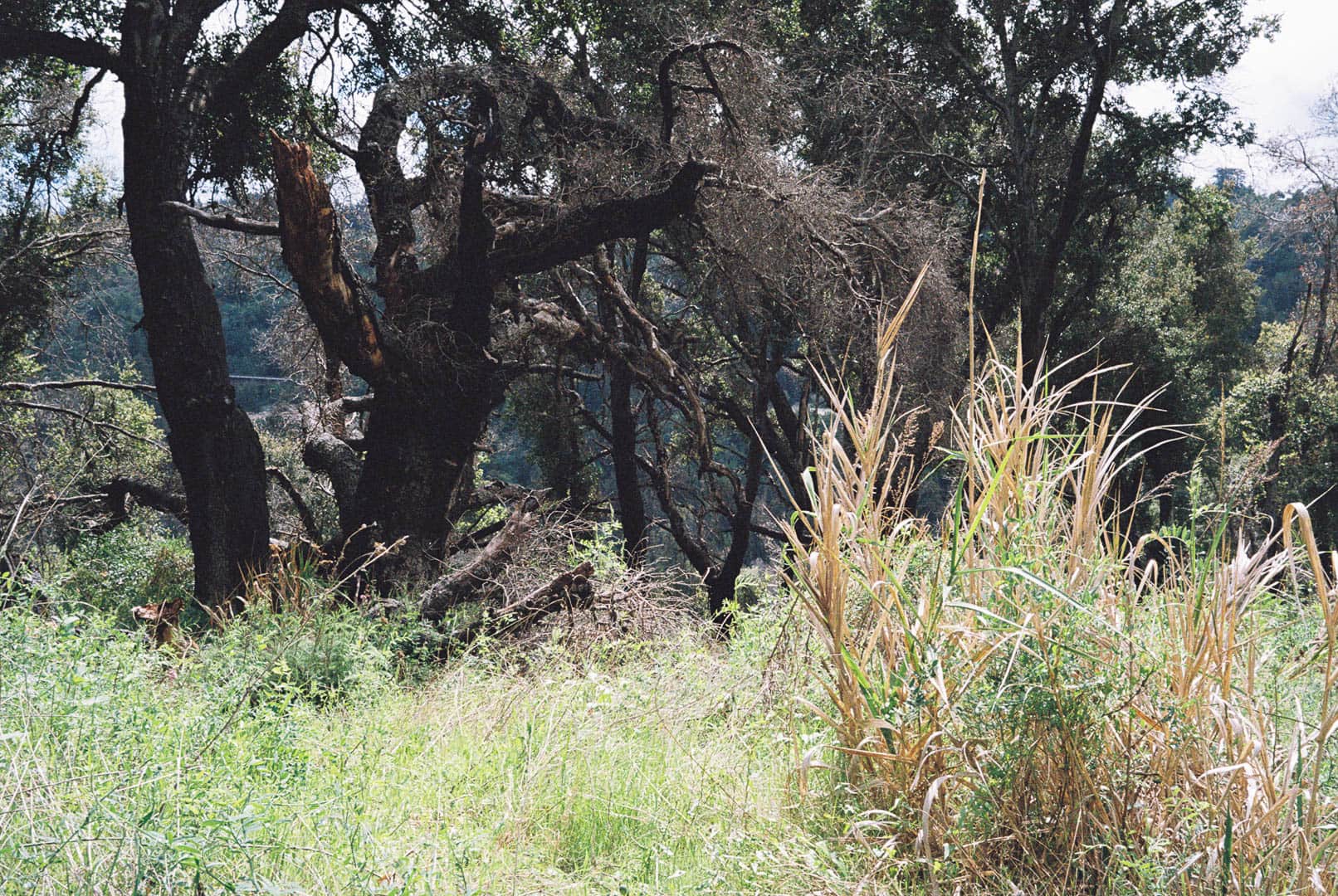 Dampened grasses and trees on a hillside