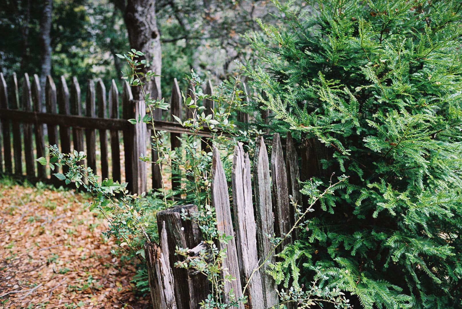 An old overgrown pickett fence