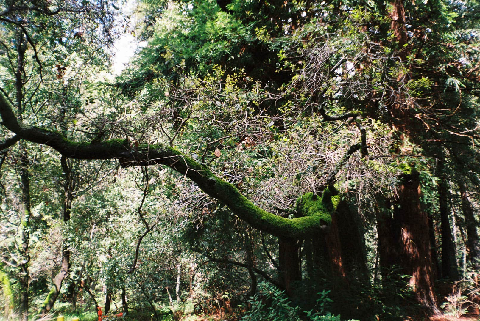 A mossy branch winds its way towards you