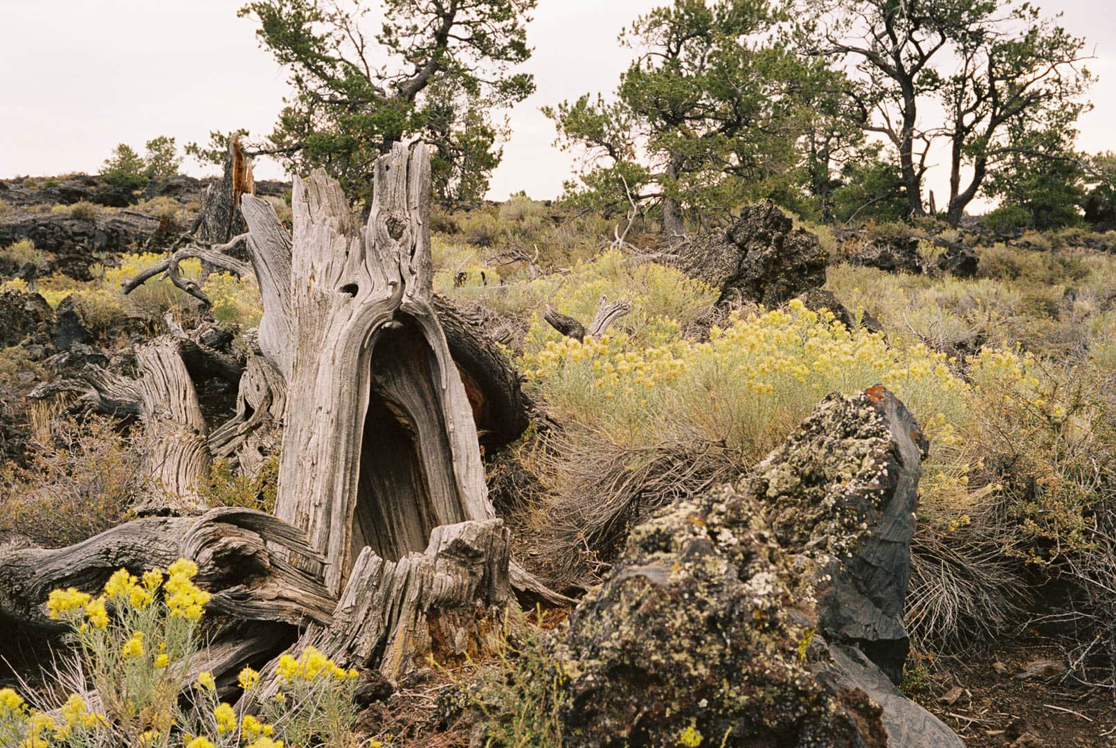 A gnarled tree in a volcanic landscape