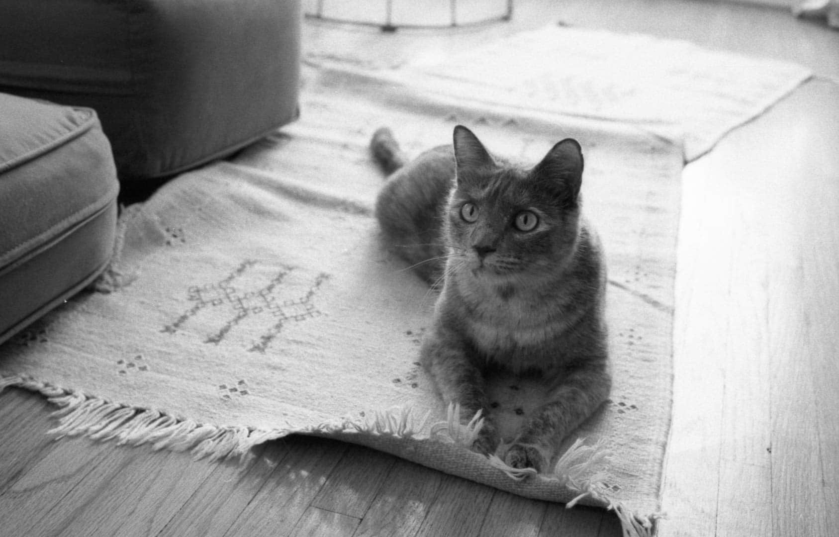 A cat relaxing on a rug