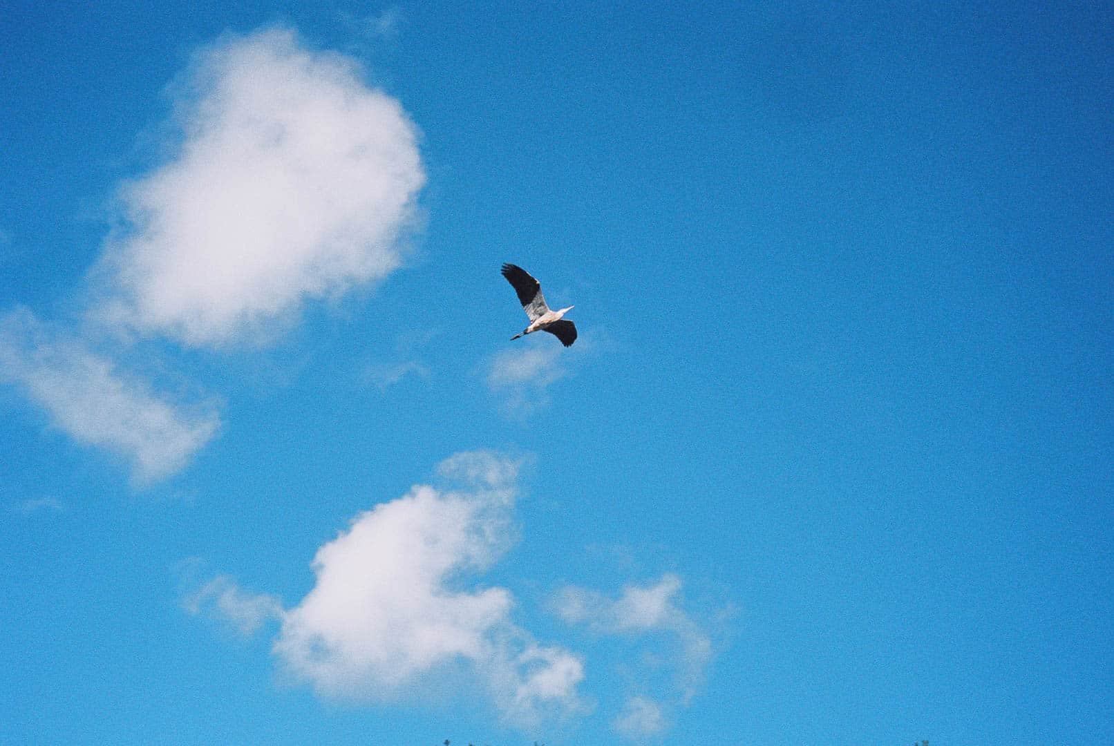 Crane flys overhead