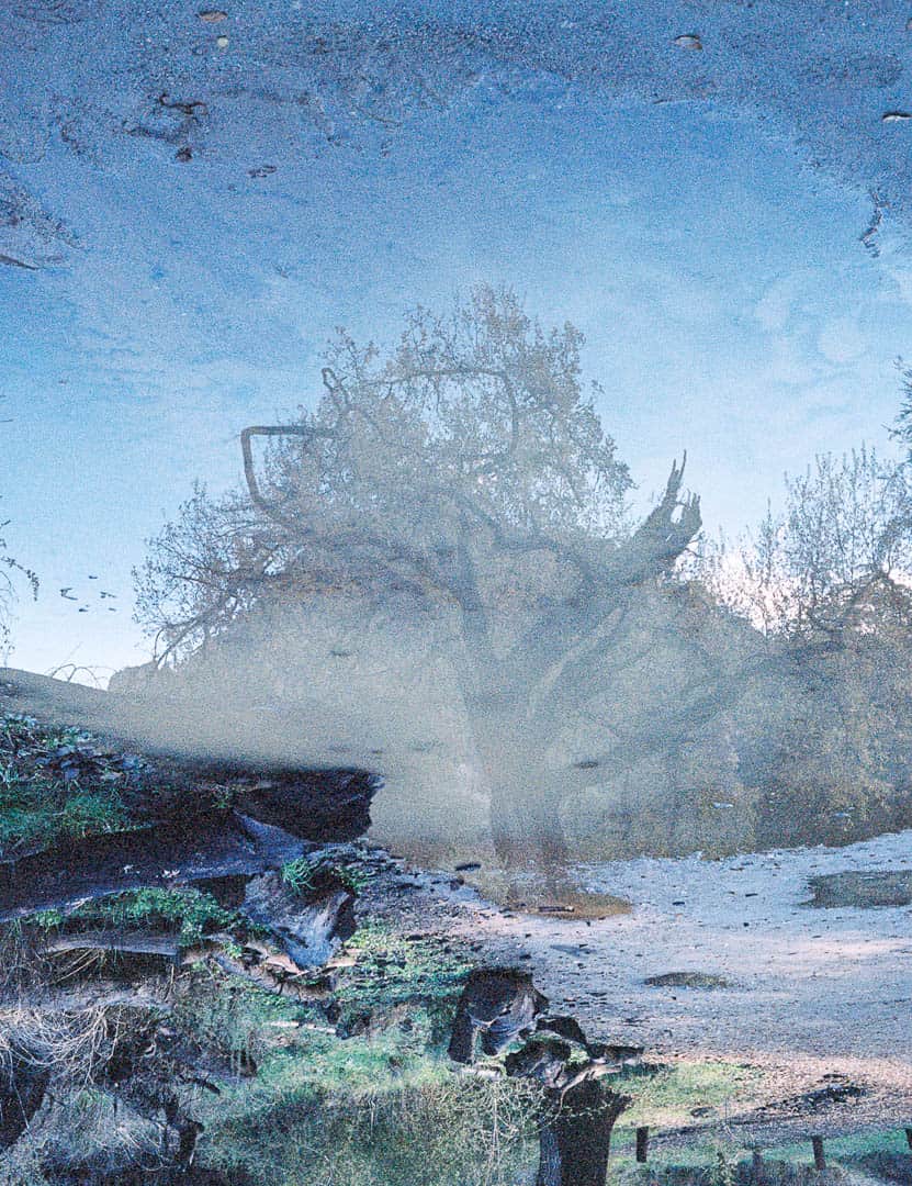 Puddle reflection of a tree