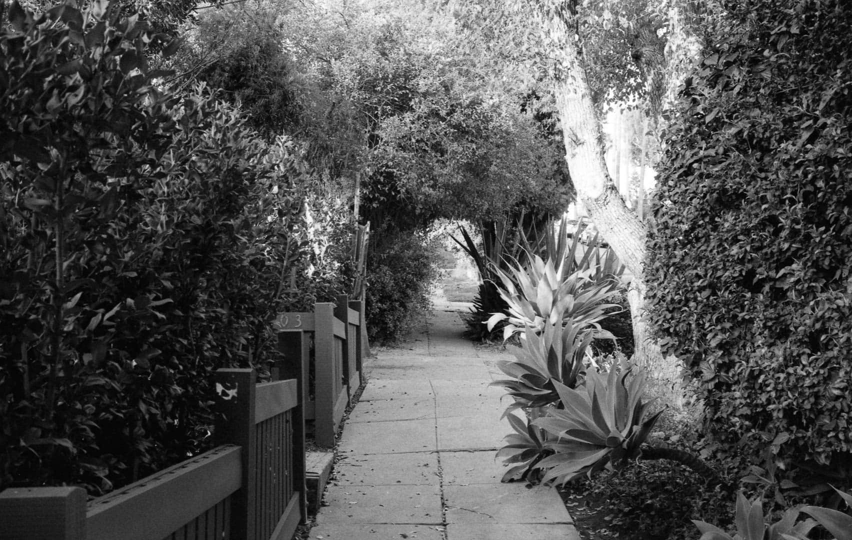 Looking down a sidewalk with vegitation on either side