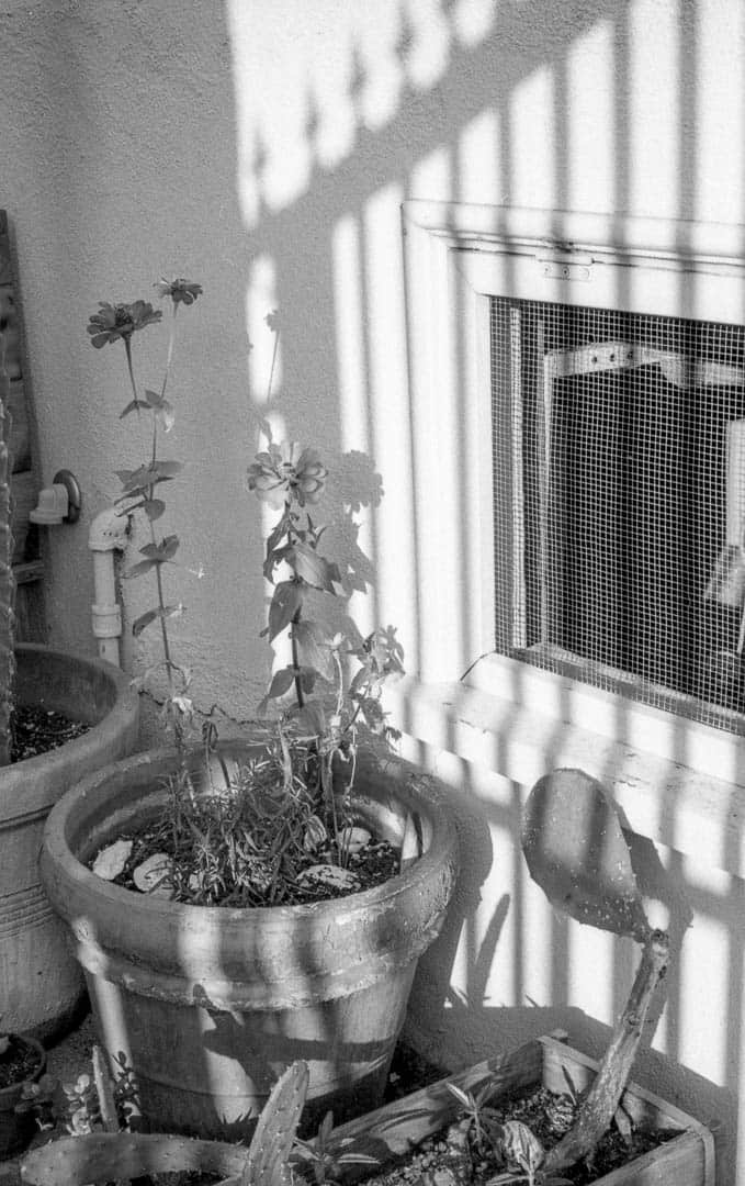 Plants in potters next to a building