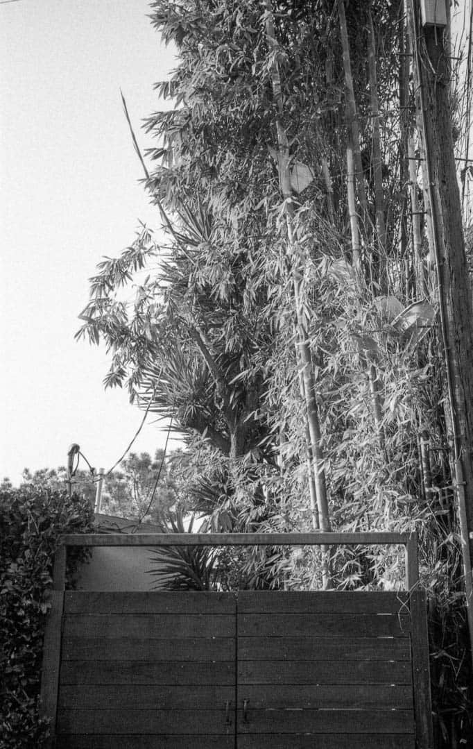 Bamboo next to a car port gate