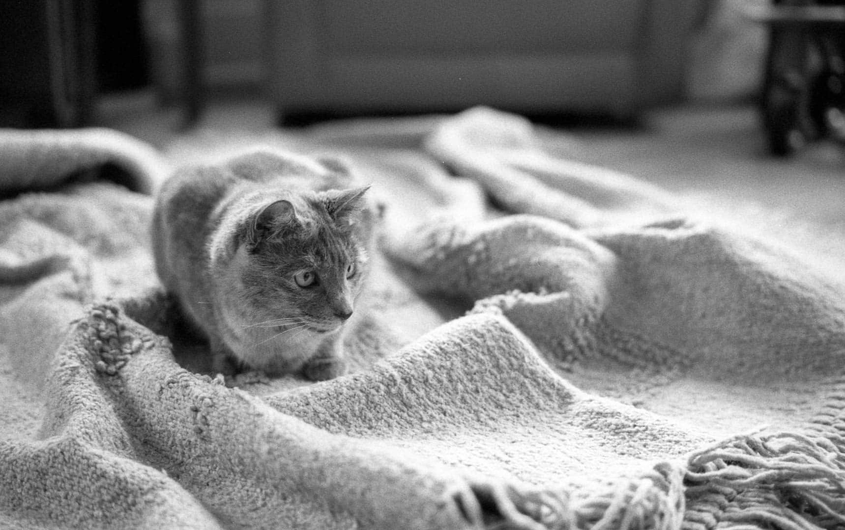 A cat on a messy rug