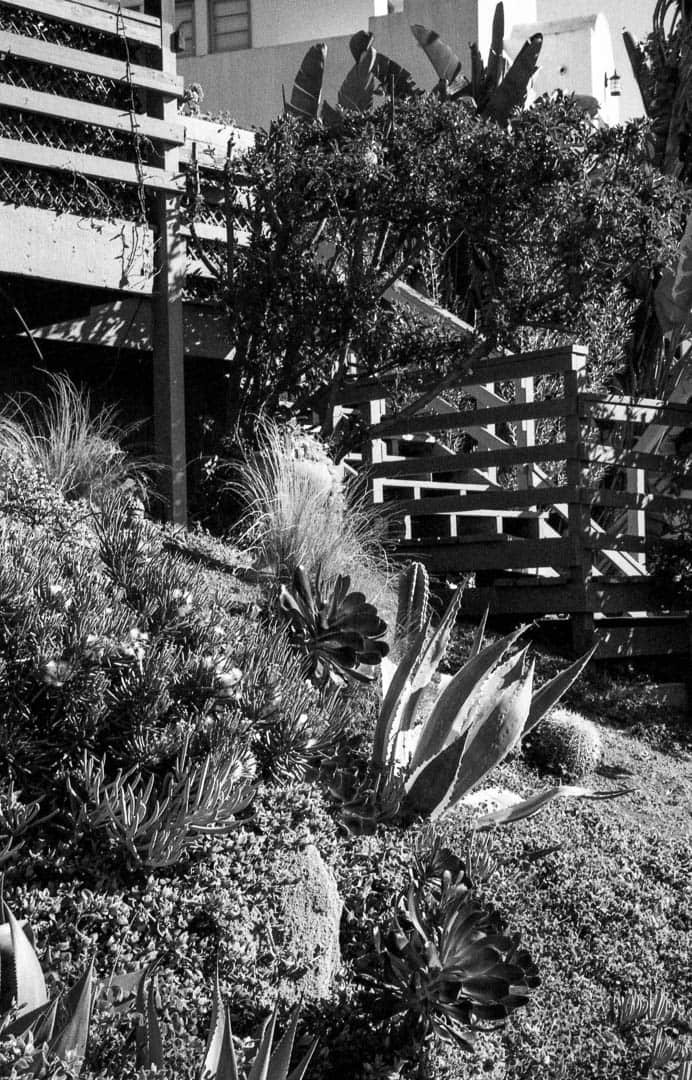 Vegitation next to stairs leading up to a hosue