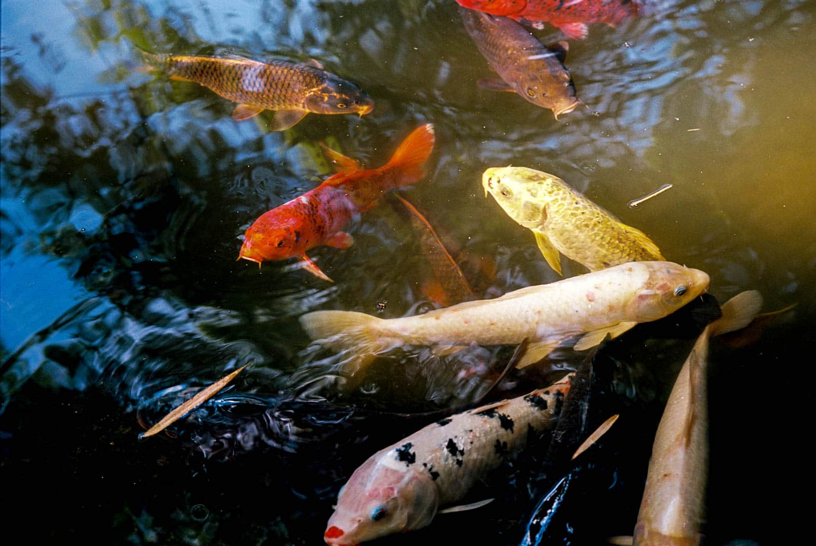 Koi fish swiming in a pond