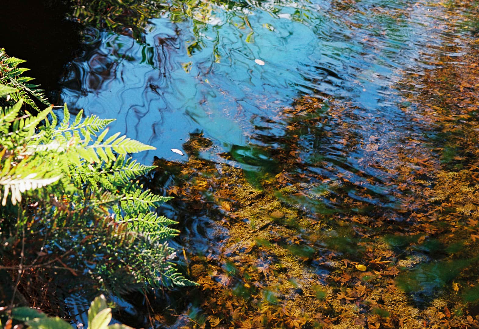 A crystal clear pond with moss growing on the bottom