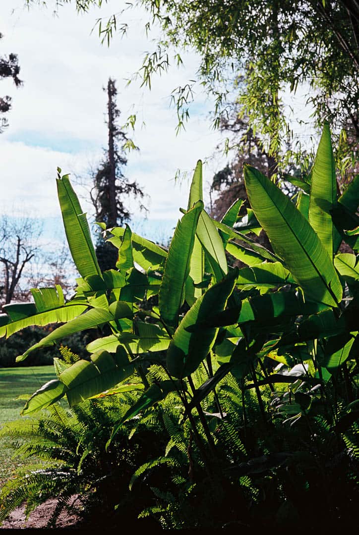 Broad leaves backlit by the sun