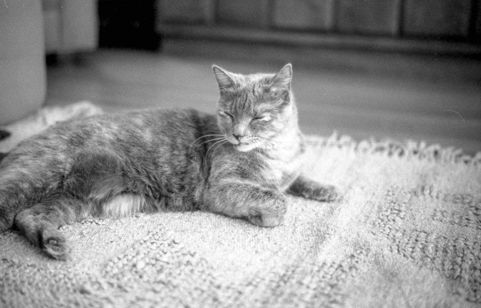 A cat relaxing on the carpet