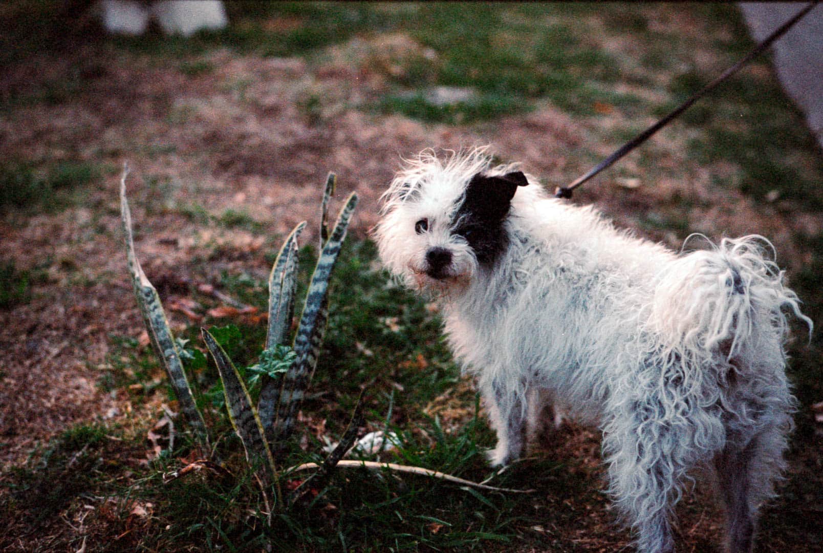 A small, scruffy, and very good dog going for a very good walk