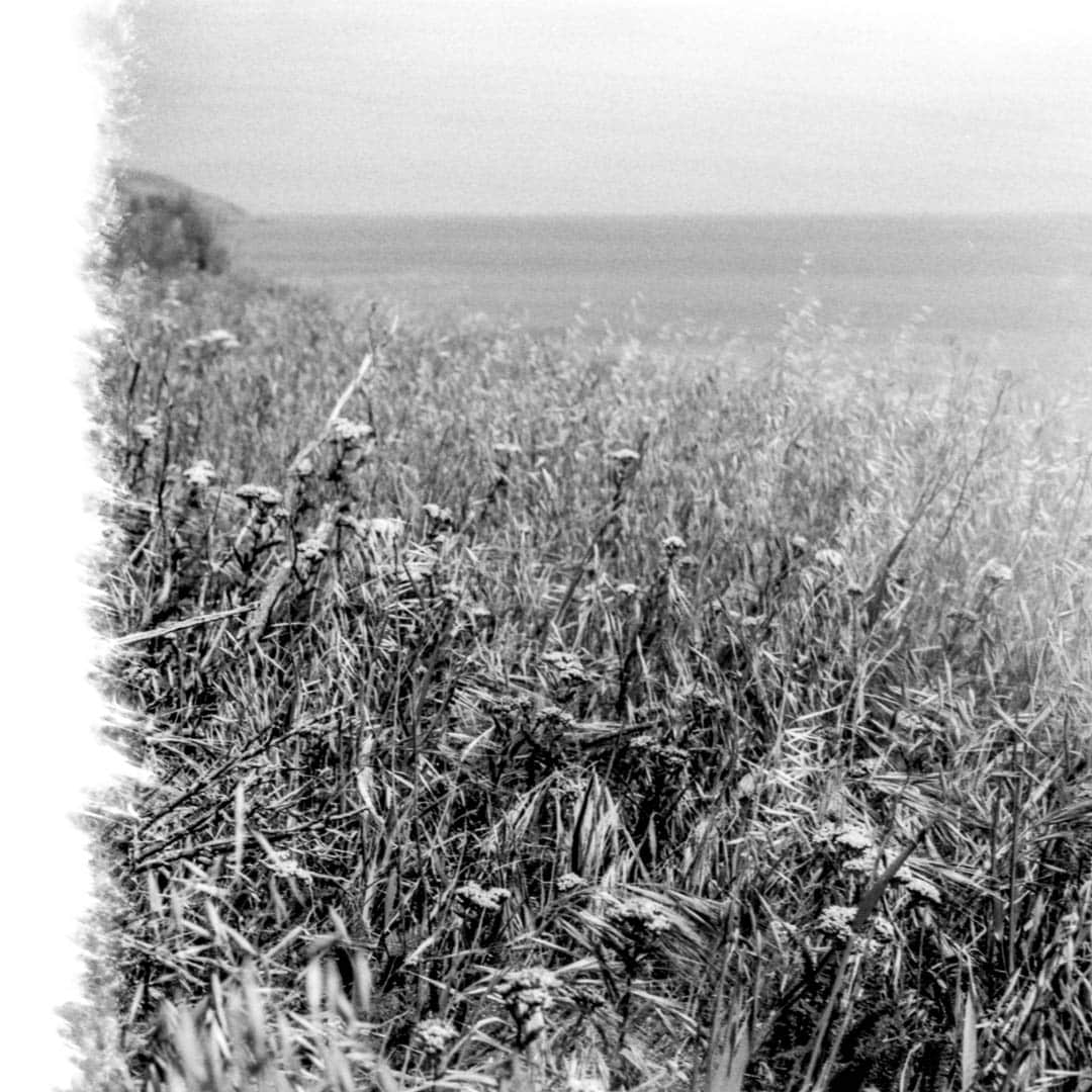 A field of wild grass near the ocean