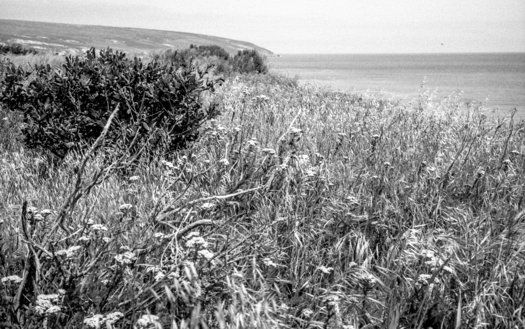 A field of grass and a bush next to the ocean