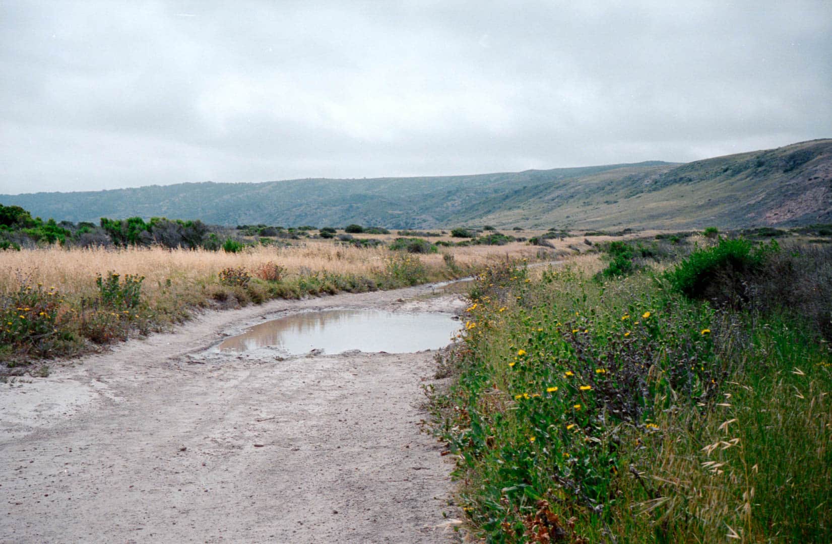 A big puddle on a small dirt road amidst a field of grasses and wildflowers. In the distance are slow rolling hills and clouds above.