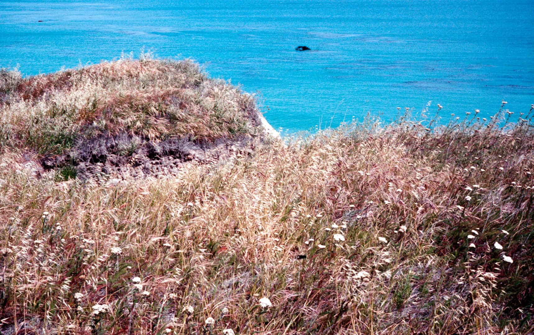 Grass grows atop the ocean bluffs