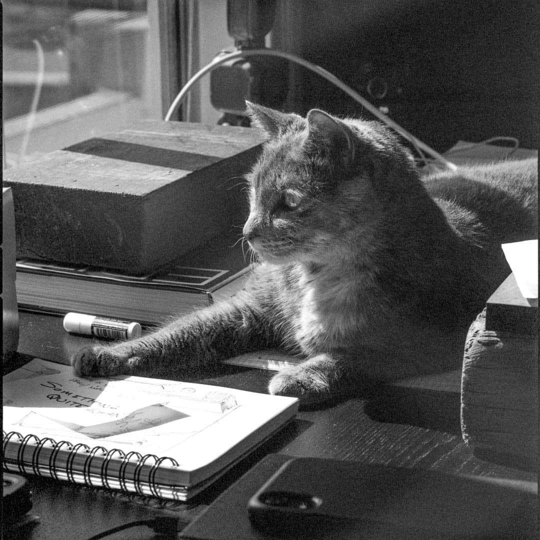 A cat on a desk enjoying the sunlight